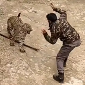 Leopard Attacks Wildlife Official After Entering A Residential Area