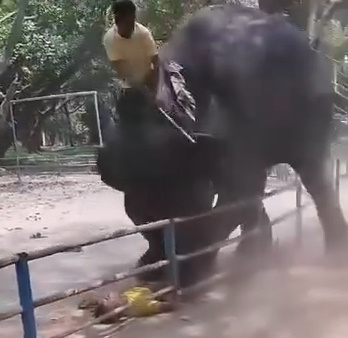 Elephant Kills Mahout's Son at National Zoo In Bangladesh