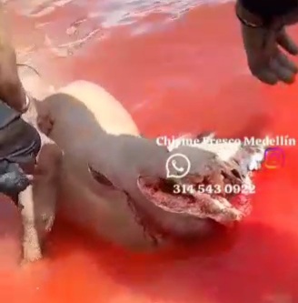 [HORRIFIC]Colombian man fall from boat and gored by the propeller 
