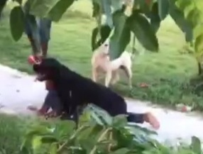 Little boy mauled by aggressive dig,saved by brave man 
