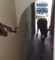 Angry Buffalo Killed by AK-47 Inside a Home