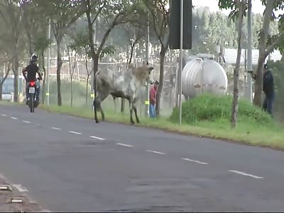 Raging Bull Shot and Killed by Cop