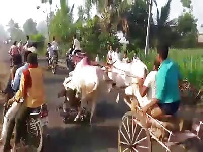 Biker Slips, Falls and Getting Run Over by a Bull
