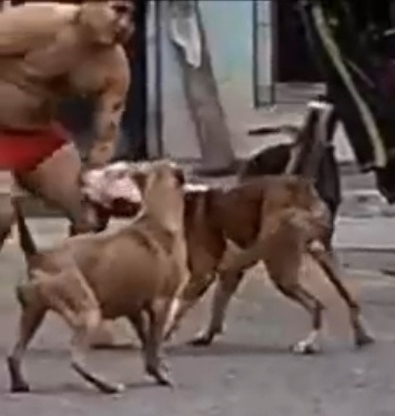 Enraged Pitbull Mauls it's Owner in Public.