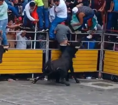 Brutal Bull Attack Compilation
