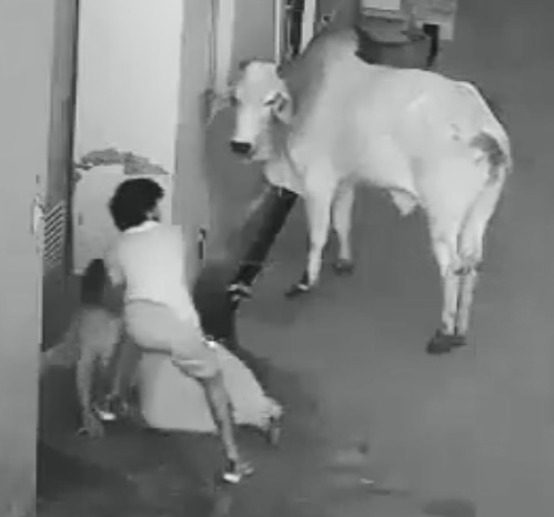 Bull Finishes Off Bad Luck Indian