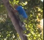 Man Attacked by Swarm of Bees