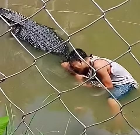 Tourist Mauled by Crocodile After Mistaking 15-Foot Reptile for Statue at Philippine Zoo