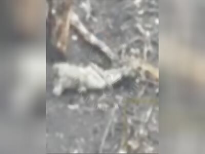 Ukrop killed