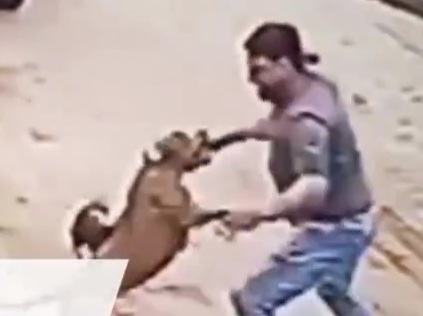 proper way to deal with pitbull attack