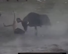 Brutal bull attack 