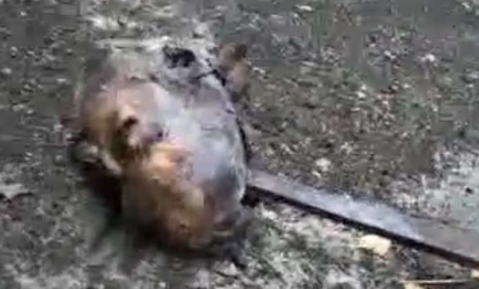 Ukrainian beheaded and staked. 