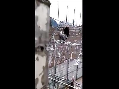A prisoner climbing a fence to escape!
