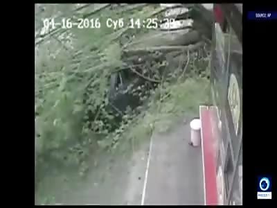 Dramatic footage shows a tree falling on a car as a man gets out, miraculously he survived!!!