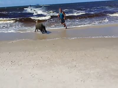 Wild Boar Attacks Beachgoers after Emerging from the Ocean