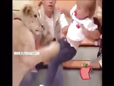 Lion Snaps on Live Tv and Tries to Eat a Toddler While Family Watch and Laugh