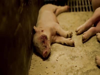Shocking Video Shows Horrific Conditions At UK Pig Farm