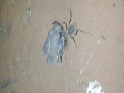 Desert spider eats bird alive