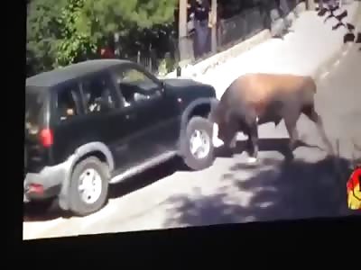 that's what happens when you bully a bullï»¿