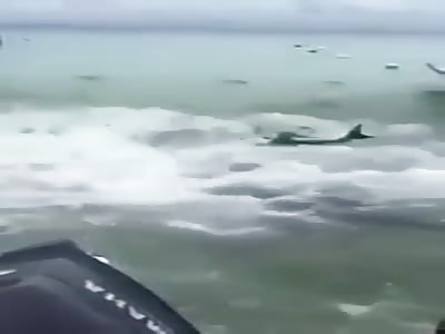 Fisherman throws tuna to sharks, saw what happened