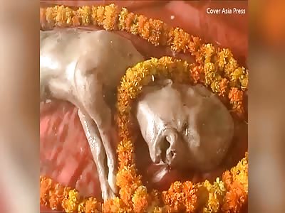 Cow born in India with human like head is worshipped by locals