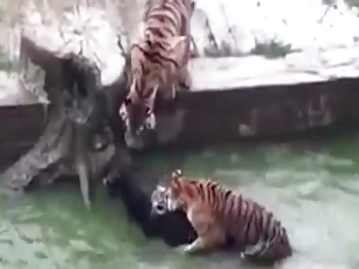 Gruesome moment zookeepers feed a LIVE donkey to tigers