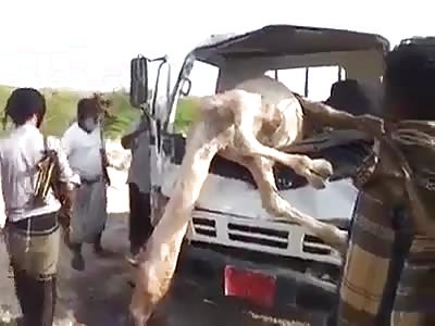 camel stuck in minibus after a big accident