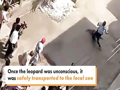 Leopard attacks three and sends town into chaos 