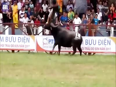 Shocking moment buffalo THROWS owner over its horns at fight
