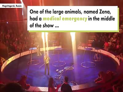 Circus tiger collapses with seizures mid-show