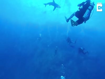 Holidaymaker Captures Moment White Tip Shark Bites Diver's Leg