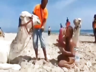 Camel bite his owner in front of tourist 