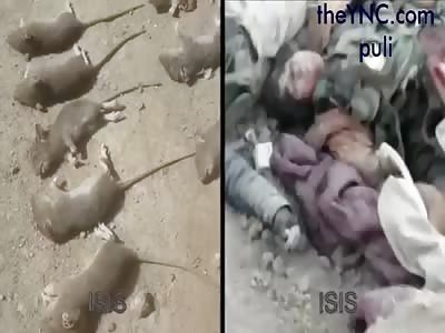 Isis shows video and compares dead rats