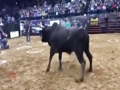 Several People Hit by Bull During -Bull Bash- in Owensboro