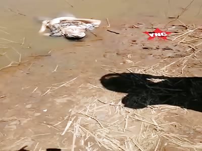 Female body found in Lagoa do Parque EcolÃ³gico Brazil