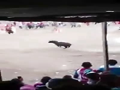 Bull Takes Out Man For A Stroll On Its Horn
