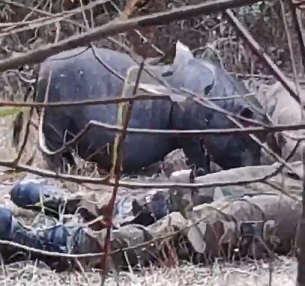Pigs Eat The Corpse Of A Dead Azerbaijani Soldier