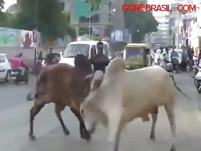 Bulls fighting falling on man