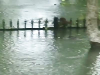 Texas Woman Records Alligators Swimming In Flooded Backyard