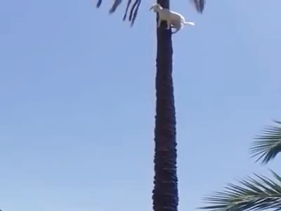 Goat Climbs Up A Palm Tree