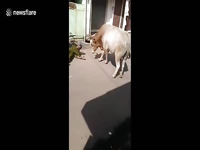  Bull casually knocks passenger