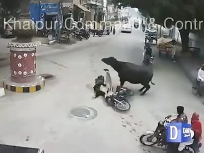 Cow attacks man