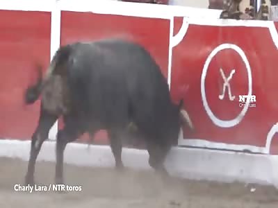 Raging bulls escape Mexican stadium pen goring spe