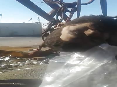 Daesh slaughtered in samarra