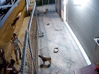 Dog thugs in vietna