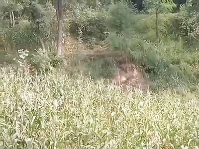 Leopard brutal attack on forest officer..... What a shit..