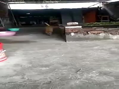 WTF! Dog Commits Suicide 
