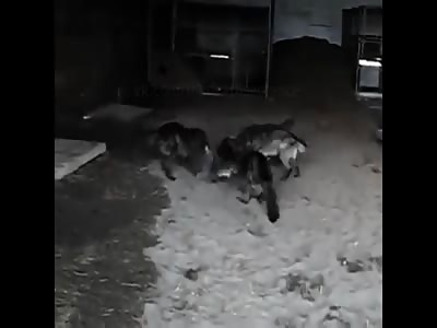 man attacked by several wolves