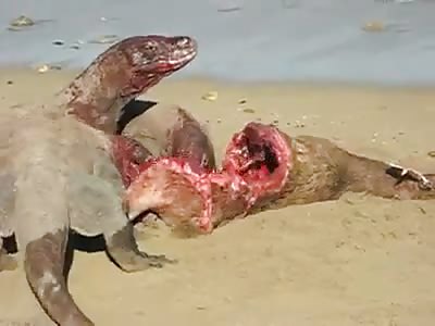 Cute Komodo dragons feasting.