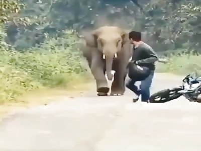  Video collection of animals attacking humans